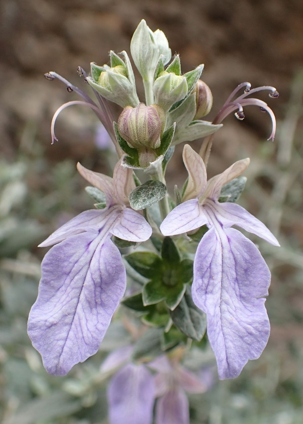 Lamiaceae sp? - Teucrium fruticans
